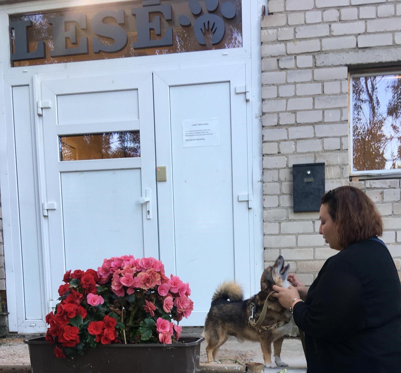 Doświadczenie Giuli w schronisko dla zwierząt